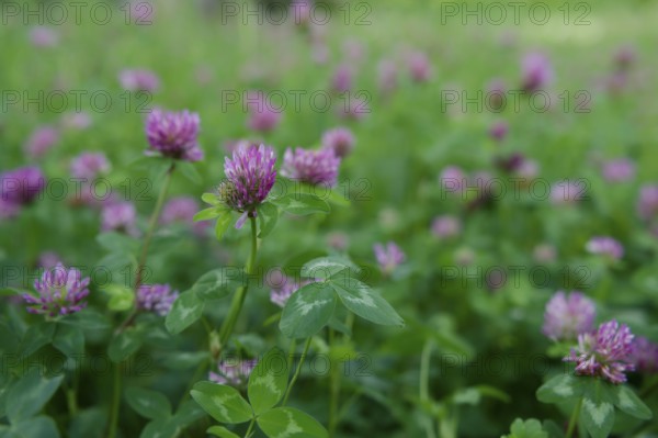 Meadow clover (Trifolium pratense), clover, meadow, flowering meadow, clover grass, green manure, biogas plant, agriculture, Schwäbisch Hall, Hohenlohe, Germany, Europe
