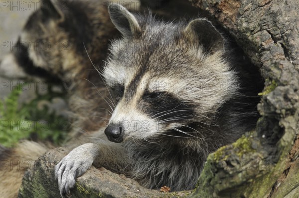 Raccoon (Procyon lotor)
