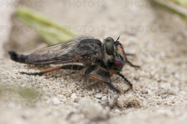 Robber fly