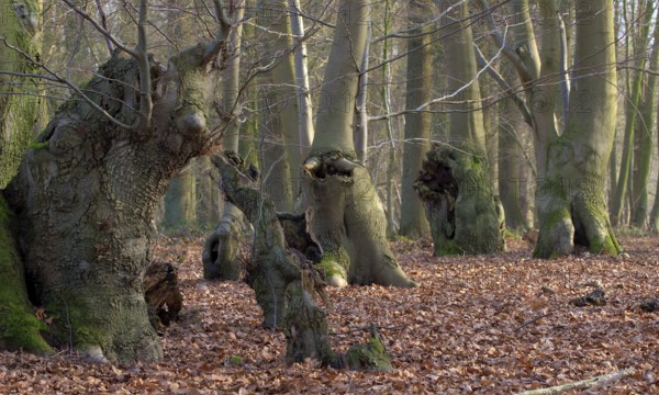 Beech forest in autumn (Fagus sylvatica)
