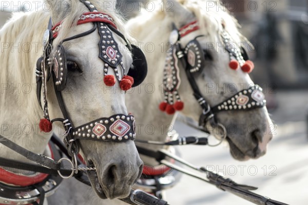 Horses with a carriage on the main square of Krakow in Poland