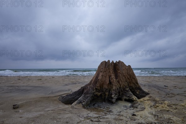 Wild and romantic Darßer Weststrand, Darß, Western Pomerania Lagoon National Park, Germany, Europe