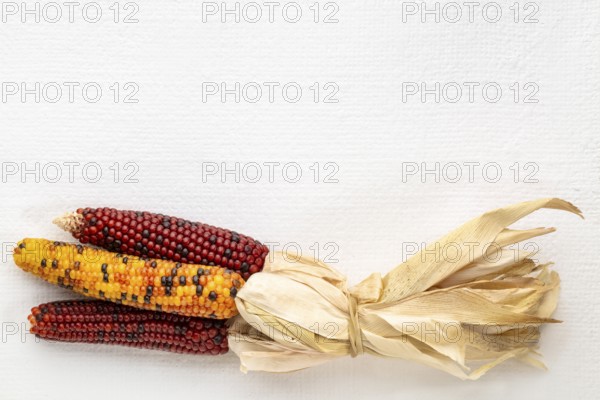 Decorative corn on white art canvas with a copy space