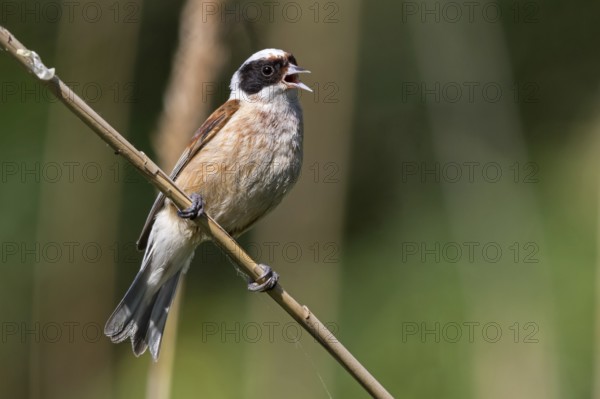 Penduline Tit, (Remiz pendulinus), Rémiz penduline, animals, birds, tits, family of Penduline Tits, Lake Neusiedl, Illmitz, Burgenland, Austria, Europe