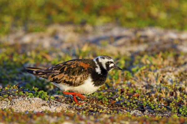 Turnstone, (Arenaria interpres), animals, birds, snipe family, biotope, habitat, foraging, Varanger, Finnmark, Norway, Europe