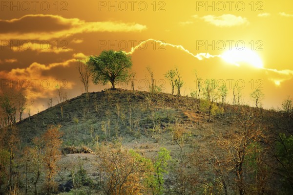 Scrub jungle in early spring, subtropical forest on a hillside. India