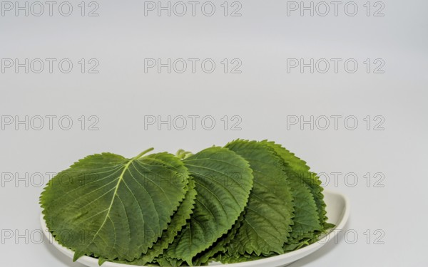 Green sesame leaves neatly arranged on a plate with a fresh, minimalistic appearance