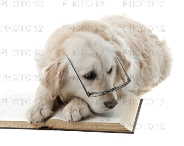 Golden retriever puppy isolated on white background and reading book