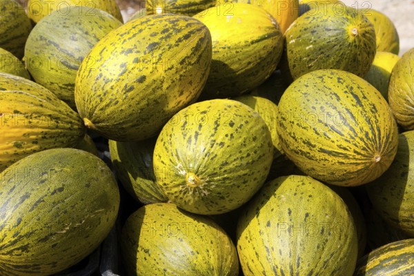 Crhistmas melon or Santa Claus Piel de Sapo fruit