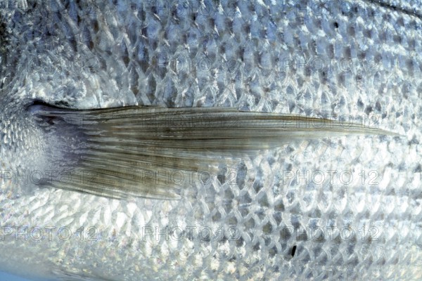 Denton, Mediterranean sparus fish, family of gilthead and snapper
