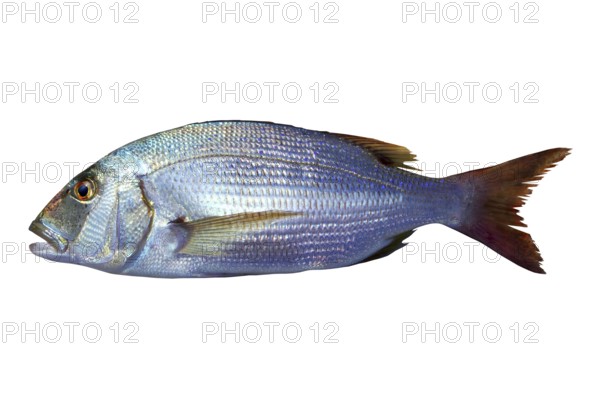 Dentex vulgaris toothed sparus snapper fish isolated on white