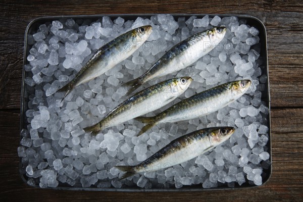 Sardines fresh fishes on ice tray and wooden table