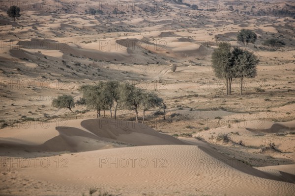 The Desert, Ras al Khaimah, United Arab Emirates, Asia