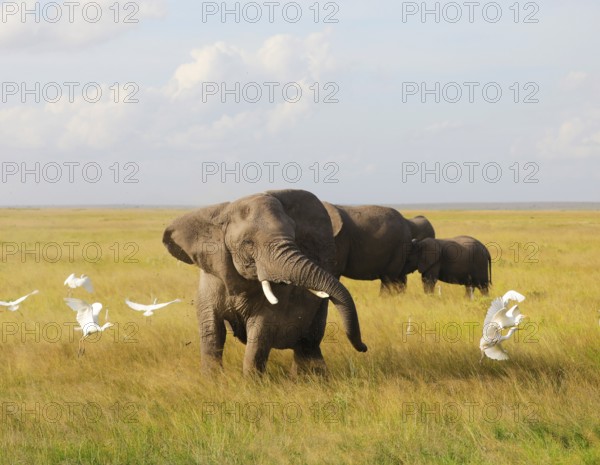 Elephants in Amboseli National Park, Kenya, Africa
