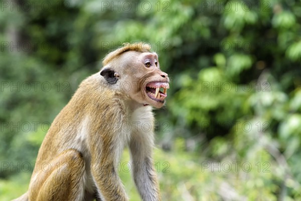 Ceylon hat monkey