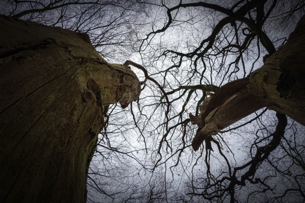 View from below into branched treetops against a grey sky, gloomy winter atmosphere, Barneführer Holz 26209 Hatten-Germany