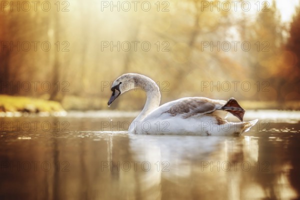 Young swan photographed against the light