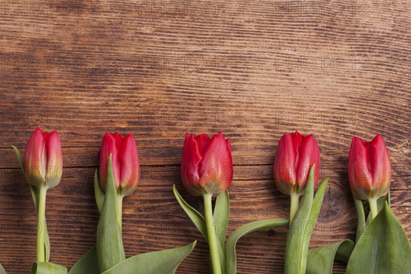Row of tulips on dark wood