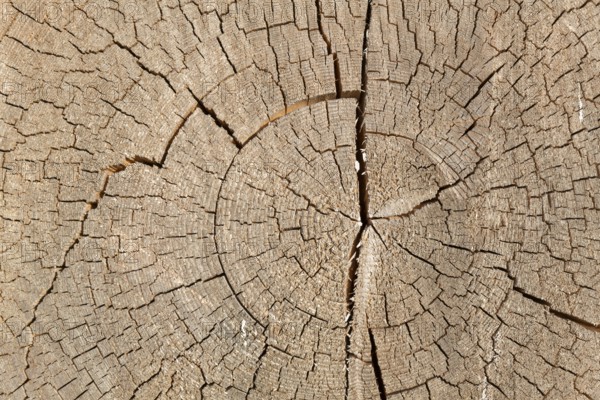 Cross-section of a tree trunk with annual rings
