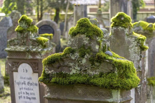 Jewish cemetery with gravestones and grave slabs with green moss, Bad-Buchau, Upper Swabia, Baden-Württemberg, Germany, Europe