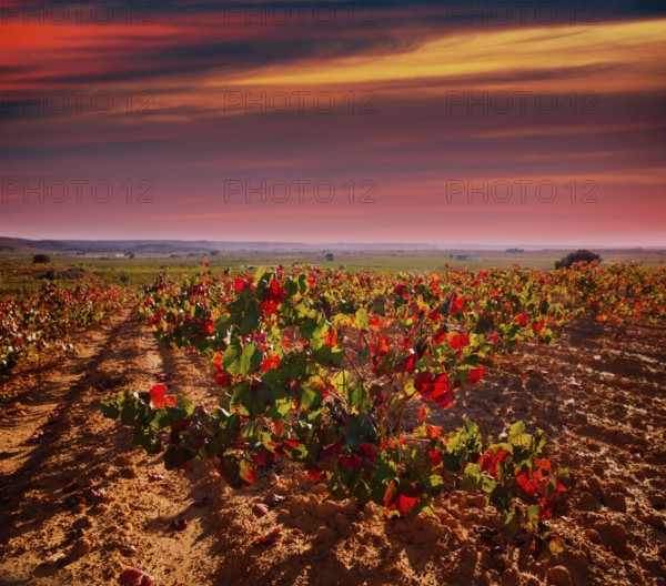 Autumn golden red vineyards sunset in Utiel Requena at Spain