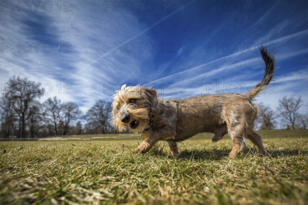 Small rough-haired dachshund runs across a meadow in bright sunshine