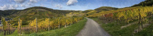 Hiking on the red wine trail in the Ahr valley with sunshine in autumn