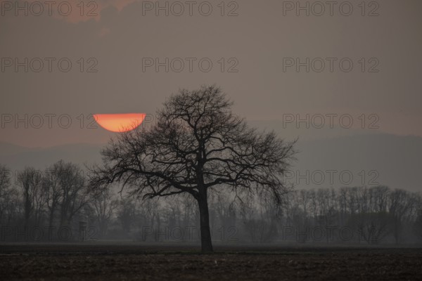 Oak tree in the envening