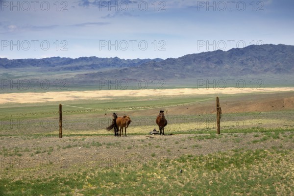 Mongolian horses tied on a rope holder in Gobi desert, Mongolia, Asia