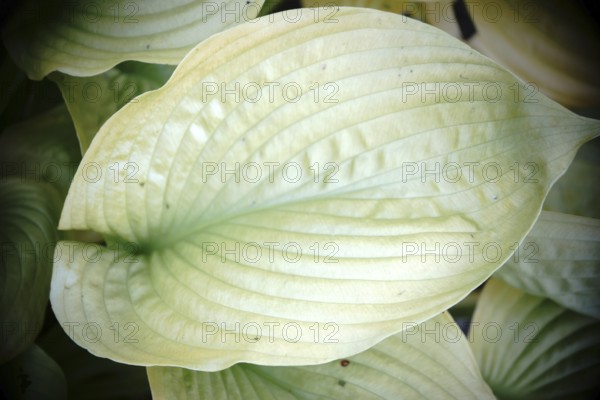 The top view and close-up of the distinctive leaf of a funkia or autumn leaf lily