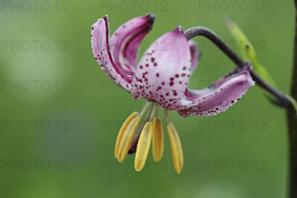 Turk's cap, Lilium martagon