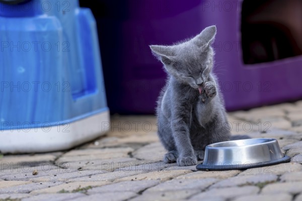 8 week old outside kittens eat their meals and clean themselves afterwards in an urban environment