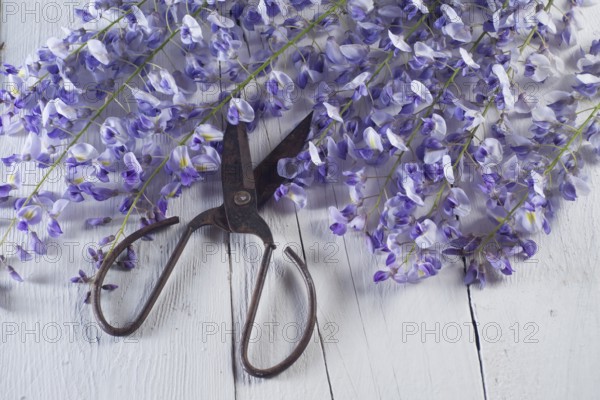 The flower wisteria presented on background in white wood