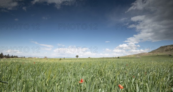 Grassland field full of red beautiful poppy anemone flowers in spring. Spring time Cyprus
