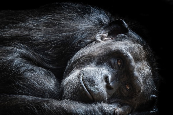 Portrait of the chimpanzee (Pan Troglodytes)
