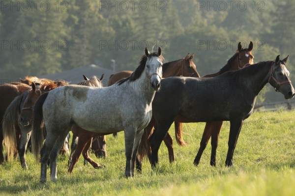 Mares in the pasture on a sunny morning