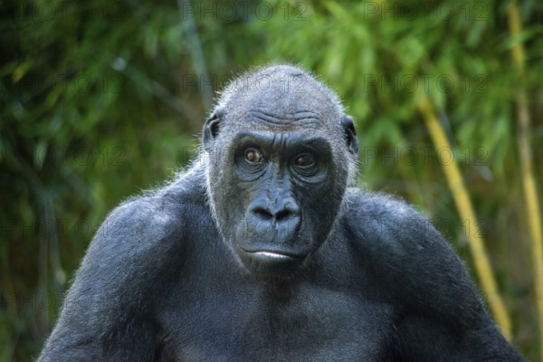 Beautiful Gorilla with a fascinating intelligent expression in the Hellabrunn Zoo in Munich, Germany, Europe