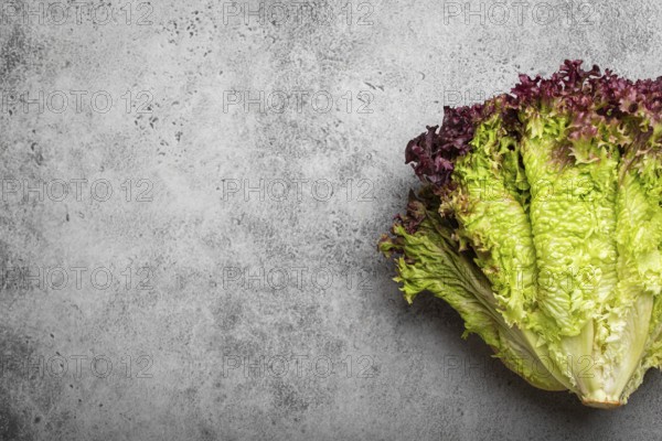 Fresh raw organic farm Lolo Rosso lettuce salad on grey rustic stone background top view, healthy green salad in balanced nutrition and cooking concept. Space for text, food photography, food photography