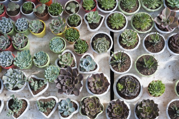 Many cacti in pots for sale, top view