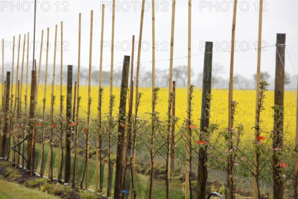 Apple plantation, Altes Land, Lower Saxony, Germany, Europe