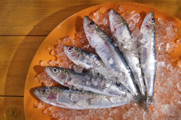 Presentation of fresh anchovies fished with ice