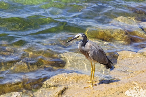 White-faced Heron with grey body, white face, black beak and yellow legs, Port Fairy, Victoria, Australia, Oceania