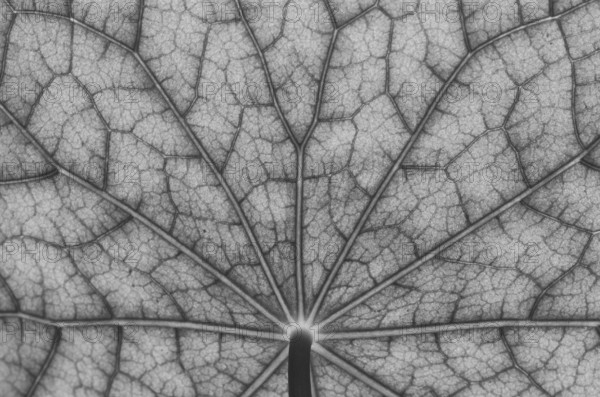 Bottom view of the leaf surface of a nasturtium in black, white
