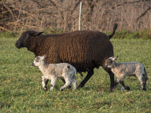 Brown sheep walks with two young lambs across a green pasture, Borken, münsterland, Germany, Europe