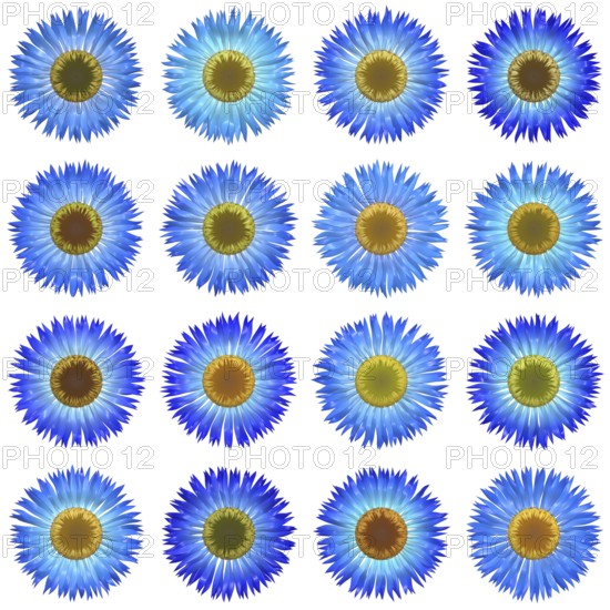 An illustration of some isolated different flowers