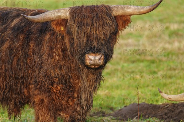 Close-up of a Highland cattle with visible horns and shaggy fur, Velen, Münsterland, North Rhine-Westphalia, Germany, Europe