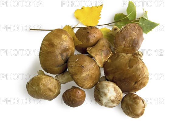 A handful of brown greasers with grass and pine needles on the hats, a sprig of birch trees with yellow and green leaves isolated on white background, Russia, Europe
