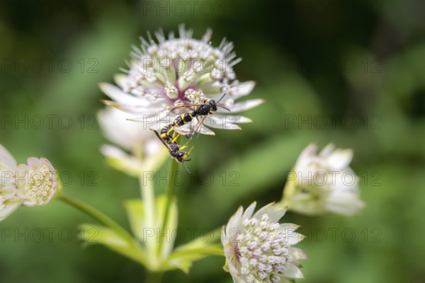 The beautiful flower great masterwort is a wild flower which is found in the country garden