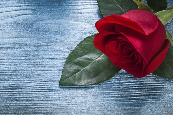 Expanded red rose on wooden board holidays concept