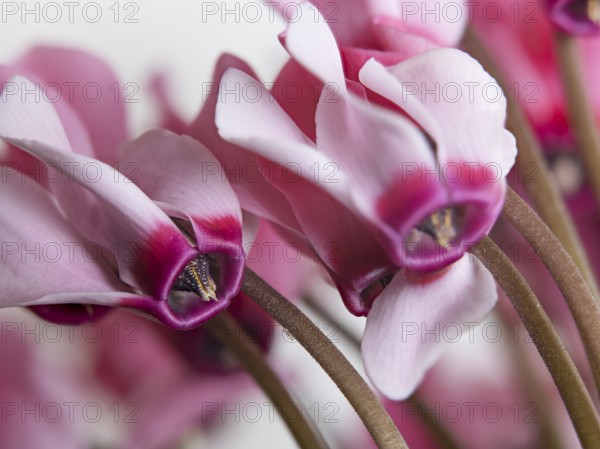 Cyclamen persicum, cultivated form, Cyclamen persicum, a cultivar of the Persian cyclamen or florist's cyclamen, the species originates from the Eastern Mediterranean Area